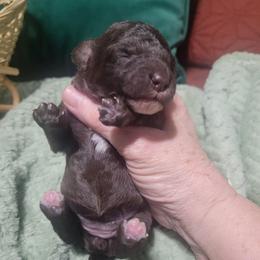 Java - Brown female Poodle puppy in Arkansas from Harper's Pups
