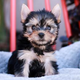Gorgeous Girl - Blue and gold female Yorkshire Terrier puppy in Stanton, California from Essence of Grace Yorkies