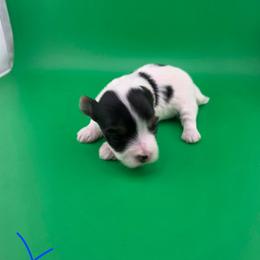 Winston - Parti male Yorkshire Terrier puppy in Hickory, Pennsylvania from Happy Tails Farms