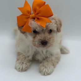 Truffle - Cream female Poodle puppy in Southampton, New Jersey from Lavishly Loved Pets LLC