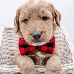 Astro - Cream male Goldendoodle puppy in Mecklenburg County, North Carolina from Rustic Road Doodles