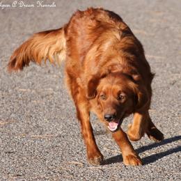 Ember, OU Dreams Smoking Hot Ember - Dark golden female Golden Retriever puppy in Idaho Falls, Idaho from Once Upon A Dream Kennels