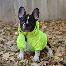 Elaine - Brindle and white female French Bulldog puppy in Twin Falls, Idaho from Whispering White Pines Labradors
