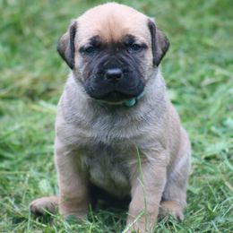 Boerboel Puppies from Northland Boerboels