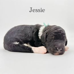 Jessie - Parti female Goldendoodle puppy in Milford, Pennsylvania from Doodles Are Golden