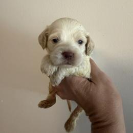 Frost - Red roan female Cockapoo puppy in Connersville, Indiana from MoonShine Babies