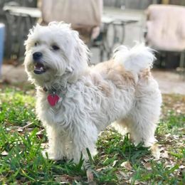 Sakura - Shihpoo