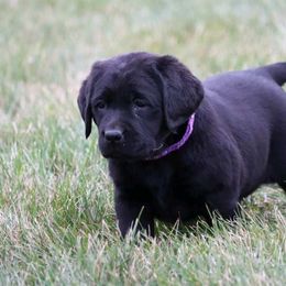 Purple female - Black female Labrador Retriever puppy in Archer Lodge, North Carolina from Archer Lodge Labradors