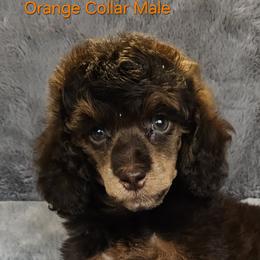 Orange Collar - Sable male Poodle puppy in Poplar Grove, Illinois from Awesome Paws