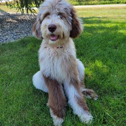 Bernedoodle and Goldendoodle All Grown Up from A.N.A. Doodles