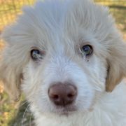 Percy - Gold Bordoodle puppy in Baxter Springs, Kansas from JM Lazy S Doodles and Border Collies