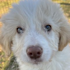 Percy - Gold Bordoodle puppy in Baxter Springs, Kansas from JM Lazy S Doodles and Border Collies