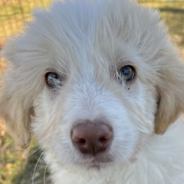 Percy - Gold Bordoodle puppy in Baxter Springs, Kansas from JM Lazy S Doodles and Border Collies
