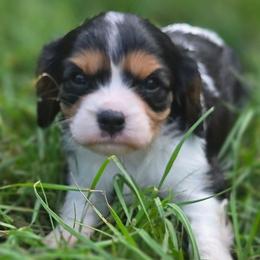 Philip - Tri-color male Cavalier King Charles Spaniel puppy in Sparta, Georgia from Southern Edge Therapy Ranch Cavaliers
