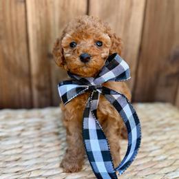 Azalea - Red  female Poodle puppy in Salem, Oregon from Lavish Poodles