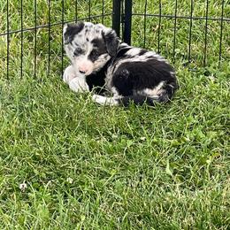 Aelia - Blue merle female Border Collie puppy in Grover Hill, Ohio from Heritage Border Collies