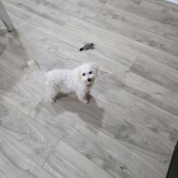 Zoe - White female Bichon Frise puppy in Selma, North Carolina from Havenkennels