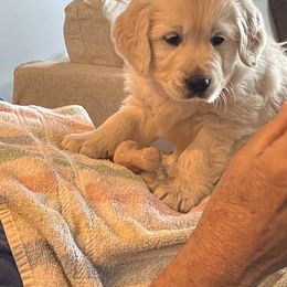 Golden Retriever All Grown Up from Amberidge Golden Retrievers