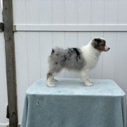 Girl 4 - Blue merle Miniature American Shepherd puppy in Henrietta, New York from Morning Glory Minis