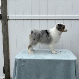 Girl 4 - Blue merle Miniature American Shepherd puppy in Henrietta, New York from Morning Glory Minis