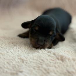 Muffin - Black and tan female Dachshund puppy in Vancouver, Washington from Cascade Minis