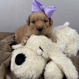 3rd pick girl - Golden female Golden Retriever puppy in Petaluma, California from Contango Goldens