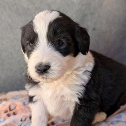 Green - Black and white male Sheepadoodle puppy in Seaman, Ohio from Ohio Valley Sheepadoodles