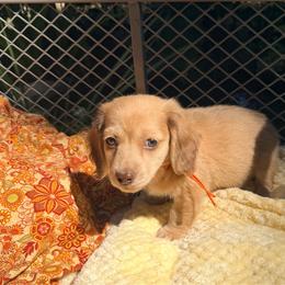 Walker - Cream male Dachshund puppy in Lexington, Oklahoma from BooneDox Miniature Dachshunds