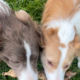 Border Collie Puppies from Collie Wood Hills