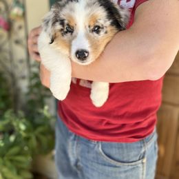 Australian Shepherd Puppies from HCA Aussies