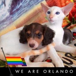 Dachshund Puppies from Meldox