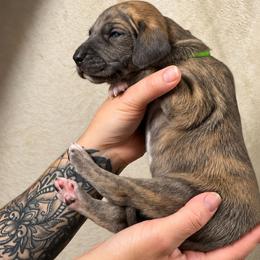 Clue - Blue brindle male Great Dane puppy in Lebanon, Virginia from North Cedar Danes