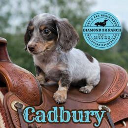 CADBURY - Piebald male Dachshund puppy in Columbia, Louisiana from Diamond 5R Ranch AKC & CKC Miniature Dachshunds