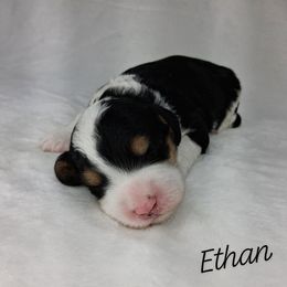 Ethan - Tri-color male Bernedoodle puppy in Eau Claire, Wisconsin from Fisher River Doodle's