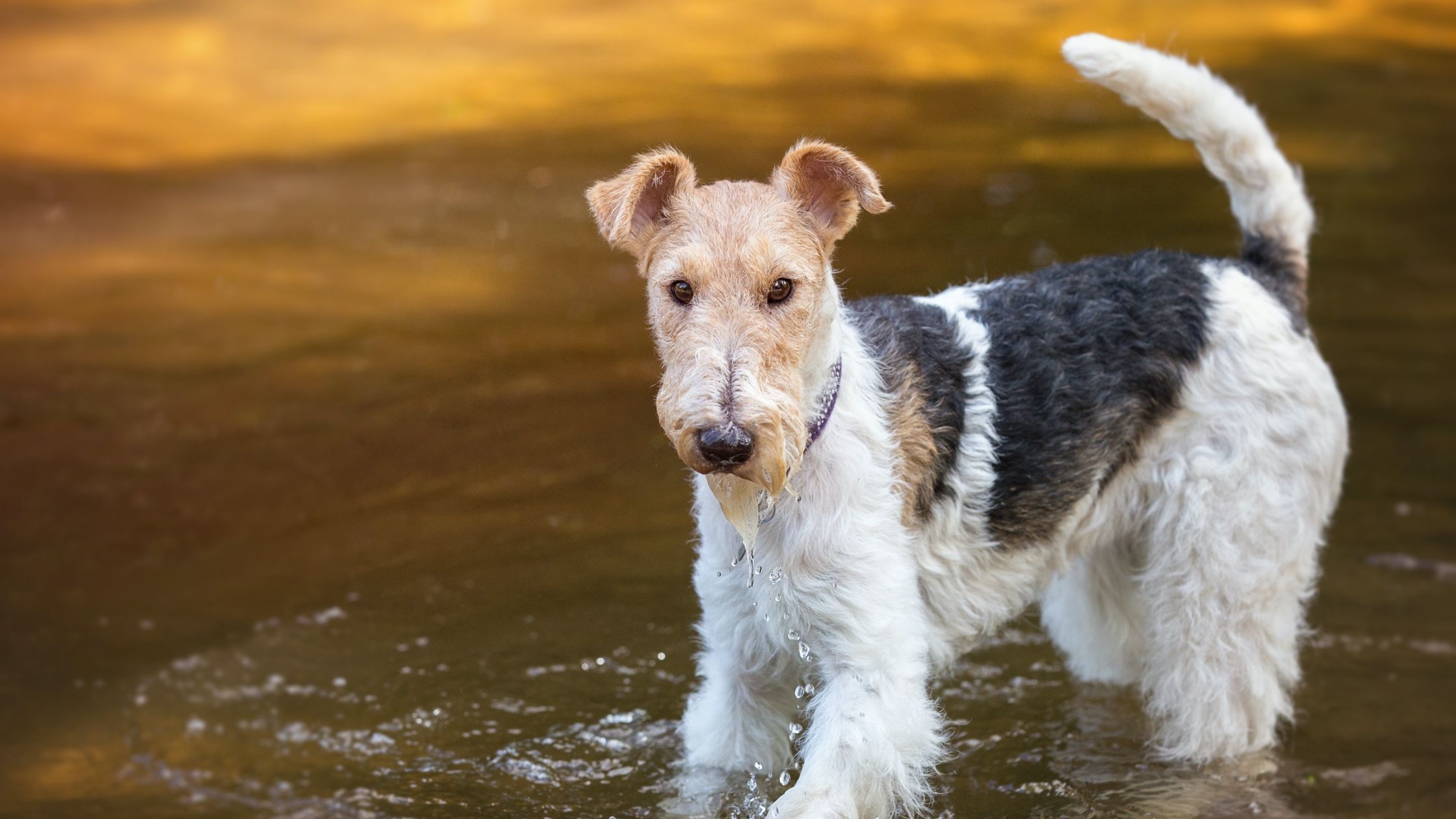 Wire hair terrier for clearance sale