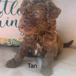 Boy ( tan) - Chocolate male Labradoodle puppy in Lowville, New York from Pleasant View Labradoodles and micro cockapoos