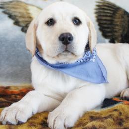 Beagle and Labrador Retriever Puppies from Badland Kennel