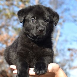 Black Female (White) - German Shepherd puppy in Oxford, Arkansas from Atlas Shepherds