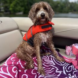 Gracie - Australian Labradoodle