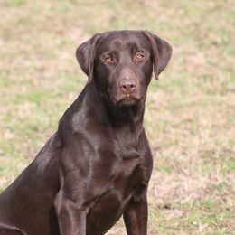 Cutter - Labrador Retriever