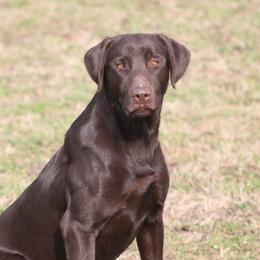 Cutter - Labrador Retriever