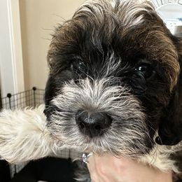 Havanese Puppies from Havanese Loves