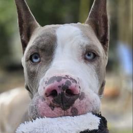Great Danes from MommaDukes Danes