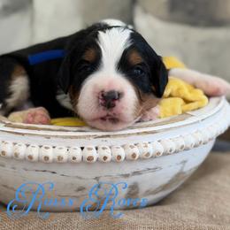 Rolls Royce - Tri-color male Bernedoodle puppy in Henry, Illinois from Rowe Farms Doodles