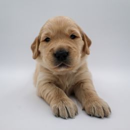 Golden Retriever Puppies from Wild Hearts Goldens