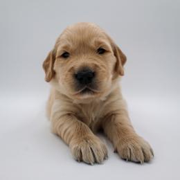 Golden Retriever Puppies from Wild Hearts Goldens