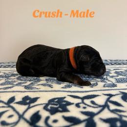 Crush - Black and red male German Shepherd puppy in Coplay, Pennsylvania from By My Side Germans Shepherds & Dobermans
