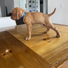 Dalmatian and Vizsla Puppies from River Falls Kennel