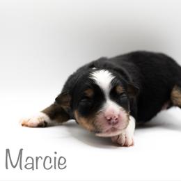 Marcie - Black tri female Miniature American Shepherd puppy in Groesbeck, Texas from Empire Miniature American Shepherds