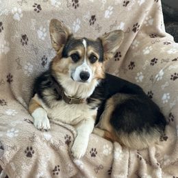 Chloe - Pembroke Welsh Corgi